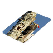 Pileated Woodpecker Magneet (Linkerzijde)