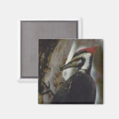 Pileated Woodpecker Magneet (Voorkant / Achterkant)