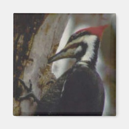 Pileated Woodpecker Magneet (Voorkant)