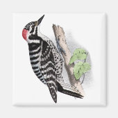 Pileated Woodpecker Magneet (Voorkant)