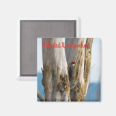 Pileated Woodpecker Magneet (Voorkant / Achterkant)