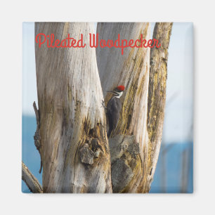 Pileated Woodpecker Magneet
