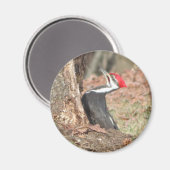 Pileated Woodpecker magnet (Voorkant / Achterkant)