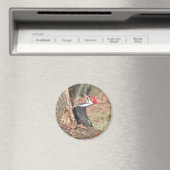 Pileated Woodpecker magnet (Insitu (Vaatwasser))