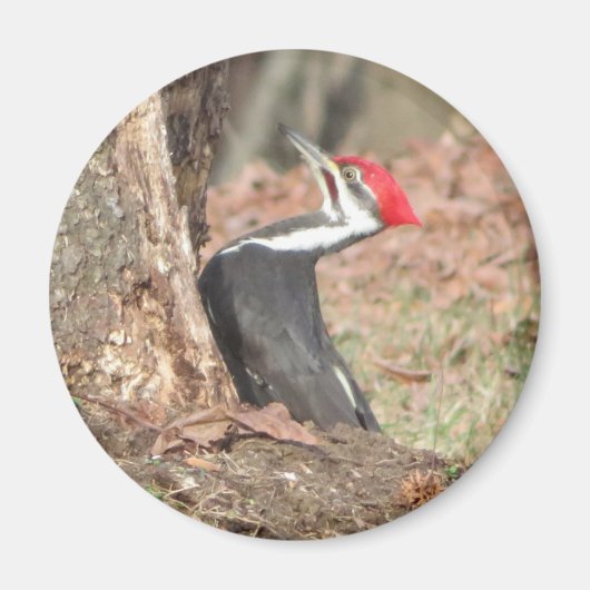 Pileated Woodpecker magnet (Voorkant)