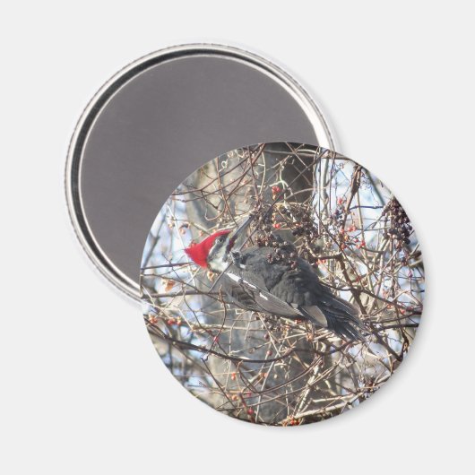 Pileated Woodpecker magnet (Voorkant / Achterkant)