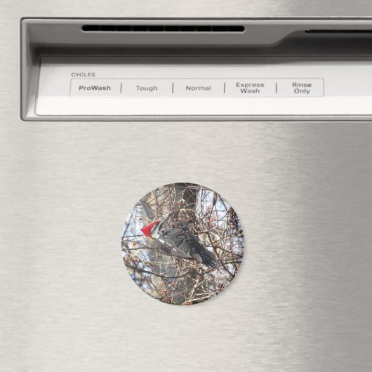 Pileated Woodpecker magnet (Insitu (Vaatwasser))