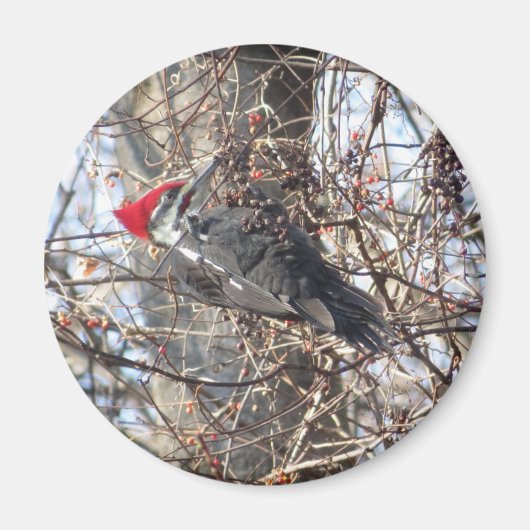 Pileated Woodpecker magnet (Voorkant)