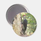 Pileated Woodpecker magnet (Voorkant / Achterkant)