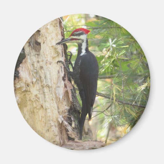Pileated Woodpecker magnet (Voorkant)