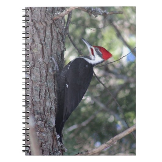 Pileated Woodpecker Notitieboek (Voorkant)