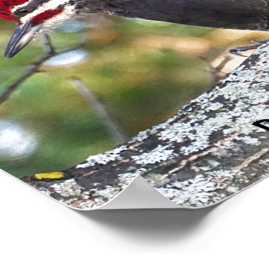 Pileated Woodpecker Poster (Hoek)