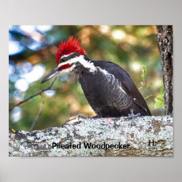 Pileated Woodpecker Poster