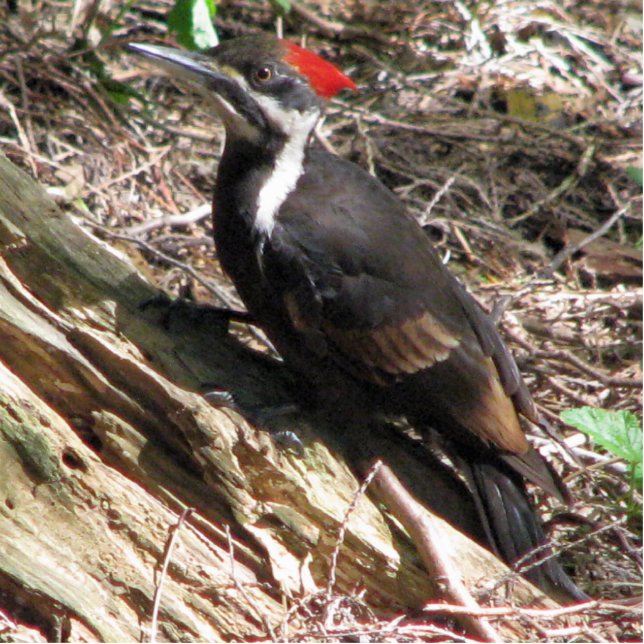 Pileated Woodpecker Staand Fotobeeldje (Voorkant)