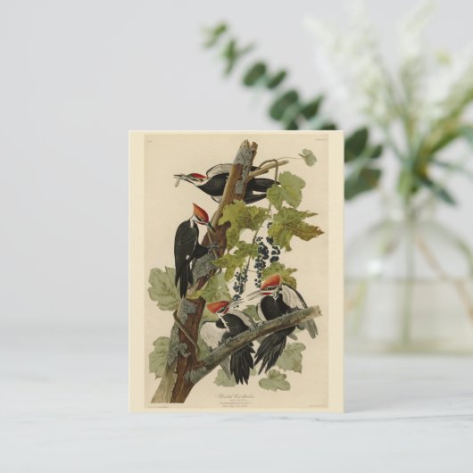 Pileated Woodpecker uit Audubon Birds of America Briefkaart (Staand voorkant)