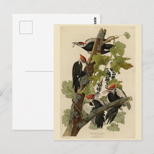 Pileated Woodpecker uit Audubon Birds of America Briefkaart (Voorkant / Achterkant)