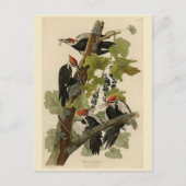 Pileated Woodpecker uit Audubon Birds of America Briefkaart (Voorkant)