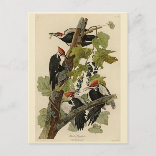 Pileated Woodpecker uit Audubon Birds of America Briefkaart (Voorkant)