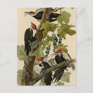 Pileated Woodpecker uit Audubon Birds of America Briefkaart