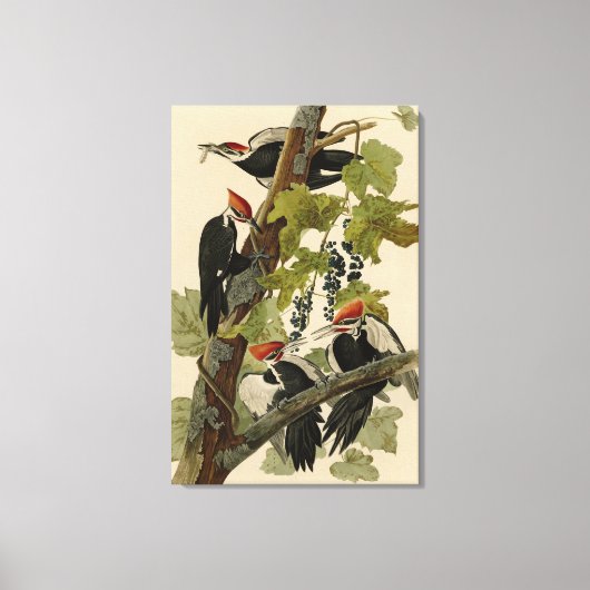 Pileated Woodpecker uit Audubon Birds of America Canvas Afdruk (Voorkant)