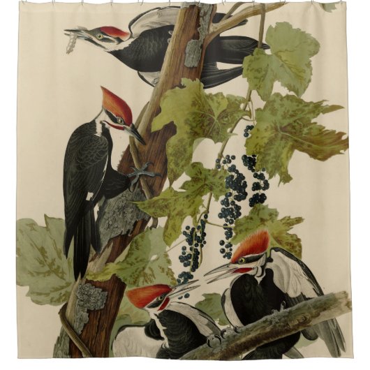 Pileated Woodpecker uit Audubon Birds of America Douchegordijn (Voorkant)