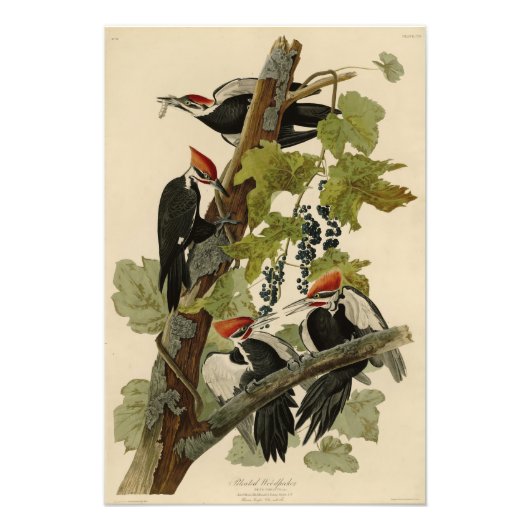 Pileated Woodpecker uit Audubon Birds of America Foto Afdruk (Voorkant)