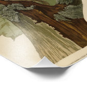 Pileated Woodpecker uit Audubon Birds of America Foto Afdruk (Hoek)