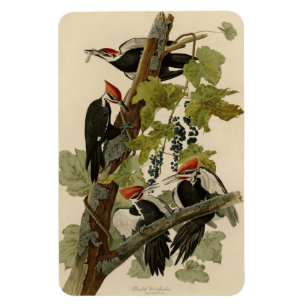 Pileated Woodpecker uit Audubon Birds of America Magneet