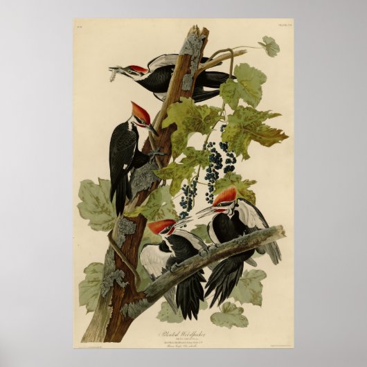 Pileated Woodpecker uit Audubon Birds of America Poster (Voorkant)