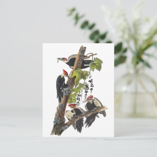 Pileated Woodpecker van Audubon Briefkaart (Staand voorkant)