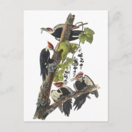 Pileated Woodpecker van Audubon Briefkaart