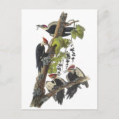 Pileated Woodpecker van Audubon Briefkaart (Voorkant)
