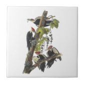 Pileated Woodpecker van Audubon Tegeltje (Voorkant)