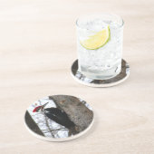 Pileated Woodpecker Zandsteen Onderzetter (Zijkant)