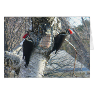 Pileated Woodpeckers