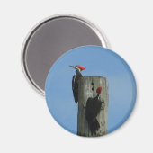 Pileated Woodpeckers magneet (Voorkant / Achterkant)