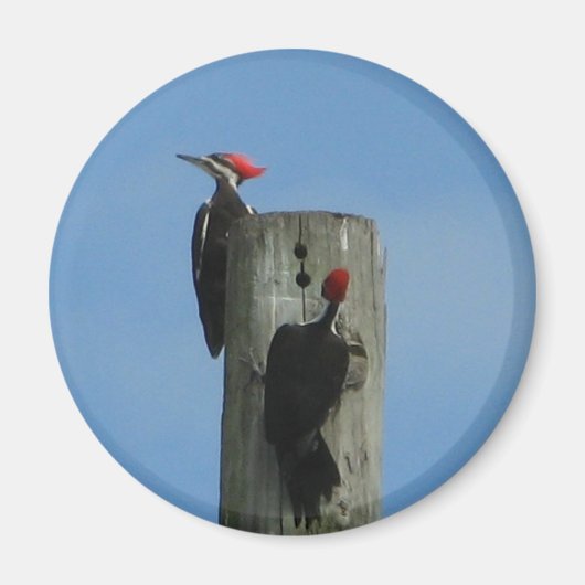Pileated Woodpeckers magneet (Voorkant)