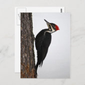 pilepspecht briefkaart (Voorkant / Achterkant)