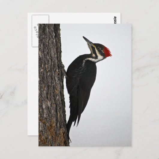 pilepspecht briefkaart (Voorkant / Achterkant)