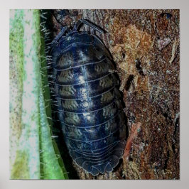 Pill Bug (foto) - Poster