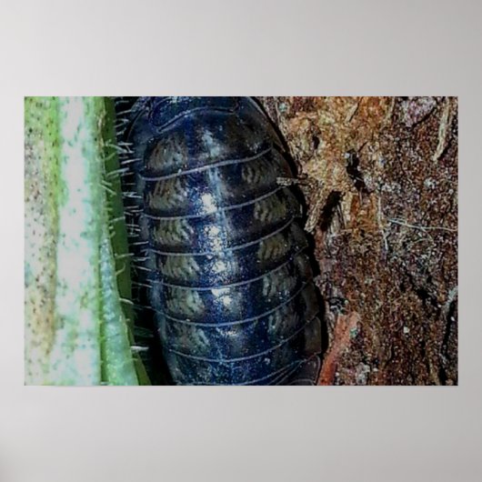 Pill Bug (foto) - Poster (Voorkant)