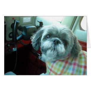 Piloot Shih Tzu