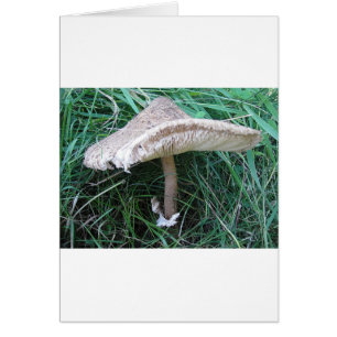 Pilz mit hübschem Hut