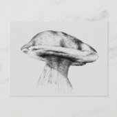 Pilz Steinpilz Zeichnung Briefkaart (Voorkant)
