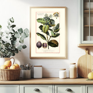 PIMENTO - VINTAGE BOTANISCHE ILLUSTRATIE POSTER