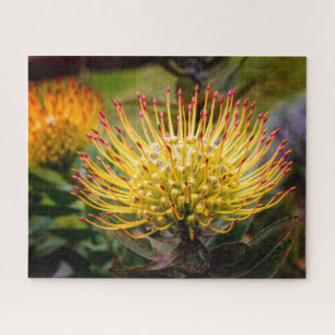 Pin Cushion Protea Bloemen op Maui Legpuzzel