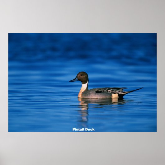 Pin Duck Poster (Voorkant)