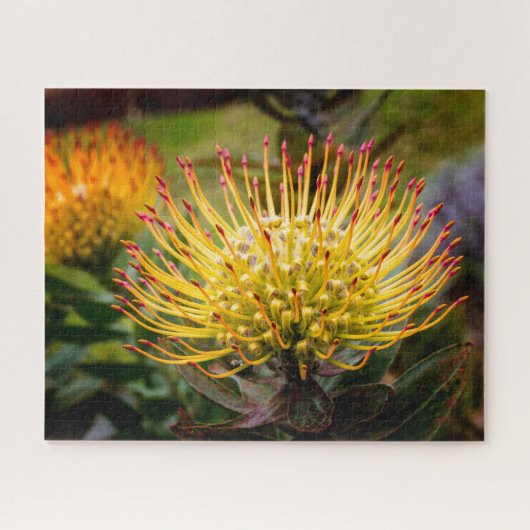 Pin Kussen Protea Bloemen op Maui Legpuzzel (Horizontaal)