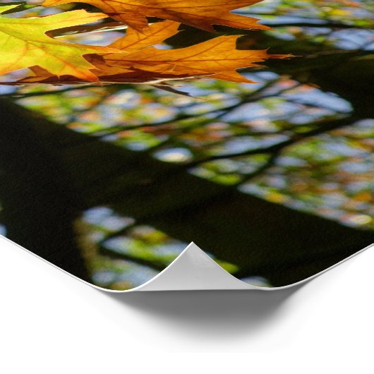 Pin Oak Leaves Poster (Hoek)