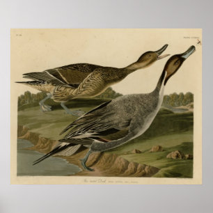 Pin tailed Duck Poster